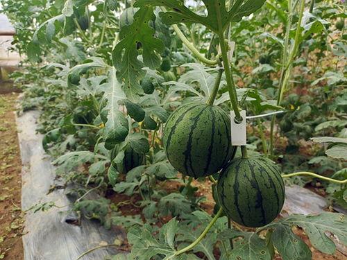 51吃瓜,揭秘娱乐圈那些不为人知的幕后故事