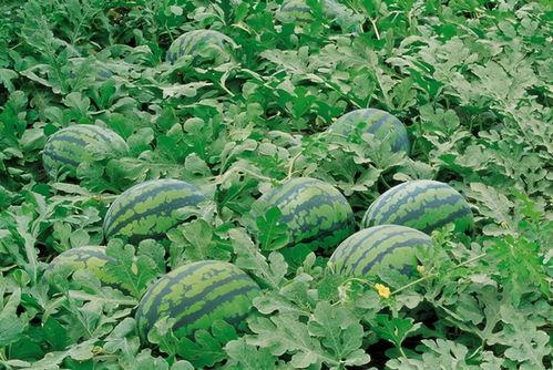 地球村吃瓜田,吃瓜田里的全球视角